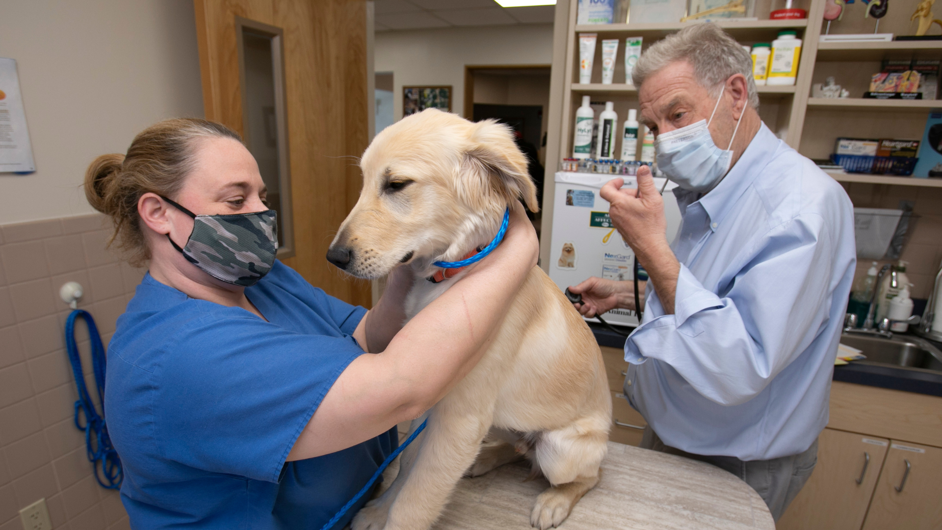dog getting examined
